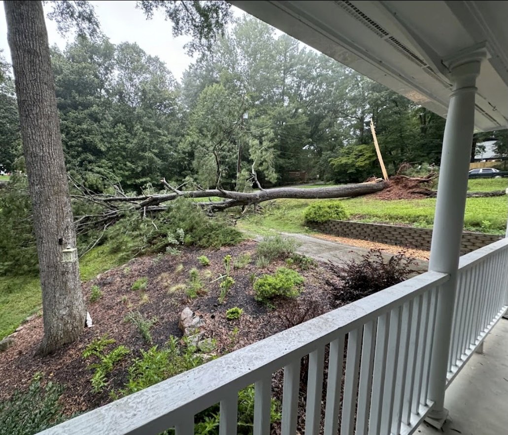 Tree Removal