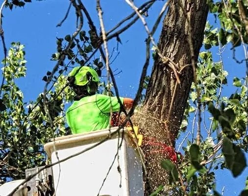 professional tree trimming and removal services to maintain the beauty and safety of your landscape, treeremoval