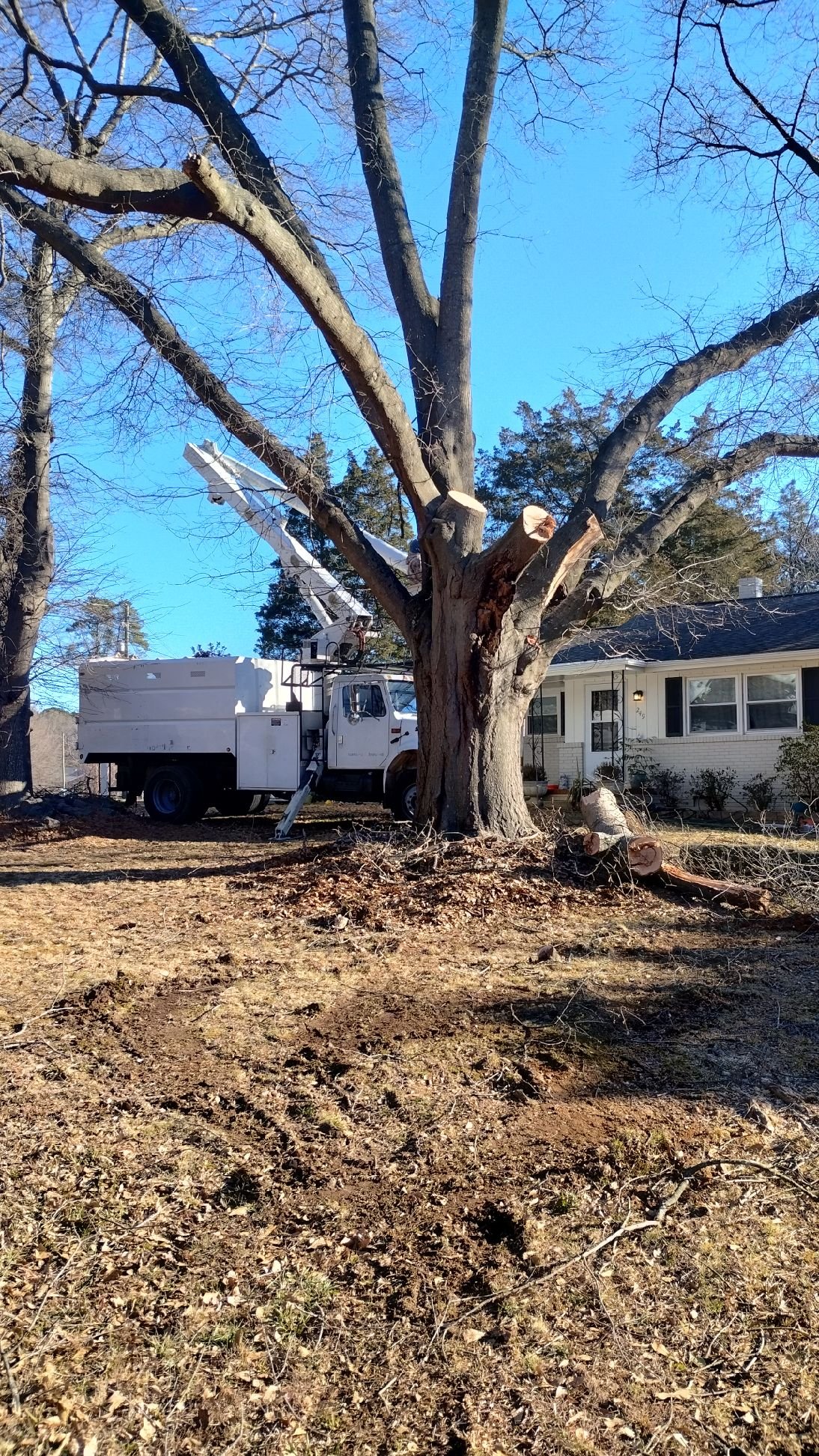Tree service image by D & E